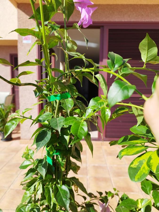 Vivienda Vacacional Compartida Radazul Bed & Breakfast エクステリア 写真